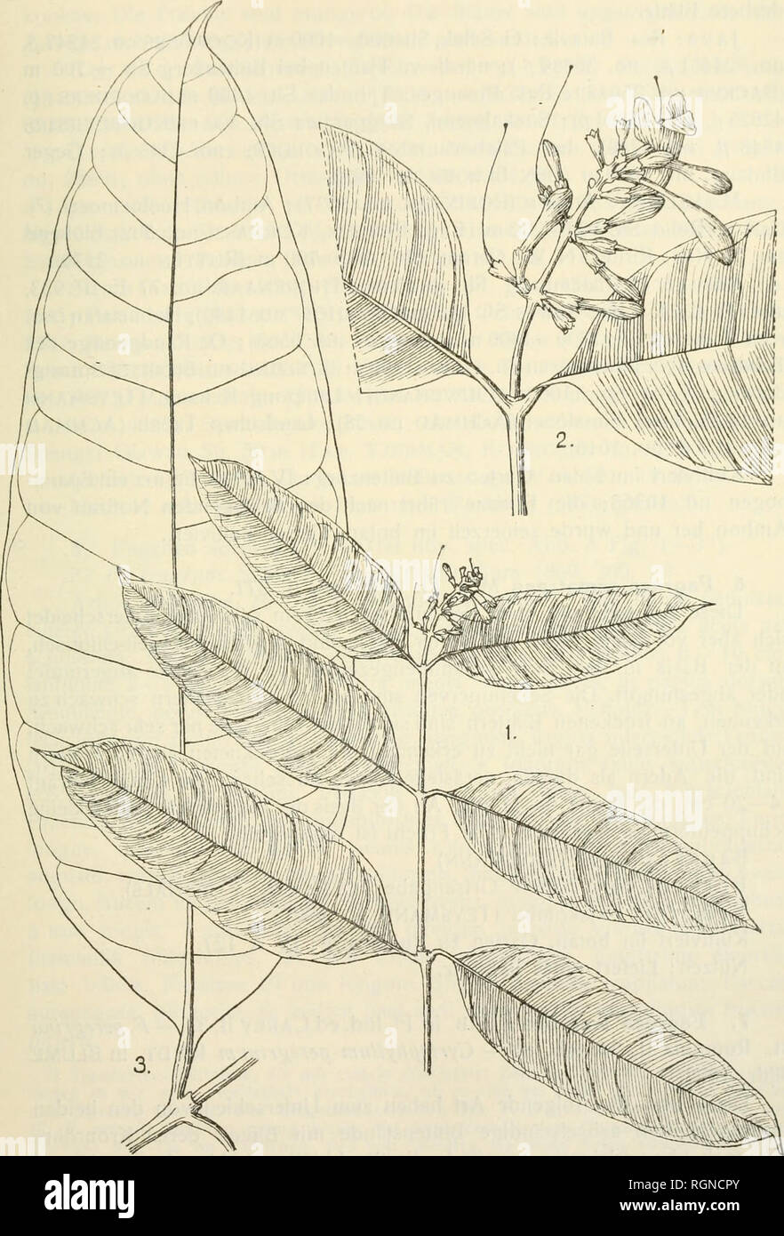. Bulletin du Jardin botanique de Buitenzorg. Plants -- Indonesia; Plants. CammerloheR: Lo^oiiiaceen, Biiddlciaceen Niederlandisch Indiens 317. Abb. 4. Fagraea gracilis; Fig. 1 bltiliender Zweig; Fig. 2 die Blutentraube vergrôssert; Fig. 3 einzelnes Blatt.. Please note that these images are extracted from scanned page images that may have been digitally enhanced for readability - coloration and appearance of these illustrations may not perfectly resemble the original work.. Kebun Raya Indonesia. Buitenzorg : Db 's Lands Plantentuin Stock Photo