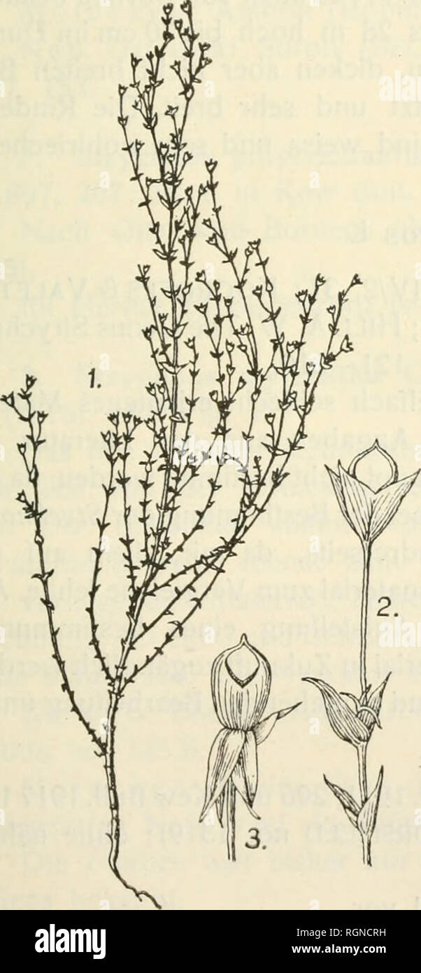 . Bulletin du Jardin botanique de Buitenzorg. Plants -- Indonesia; Plants. CammerloheR: Loganiaceen, Buddlciaceen NiederlÃ¢ndisi h Indiens 301 3. Mitrasacmc saxatilis BACKER iiov. spec. Abb. 1, Fig. 1 â 3. lierba perennis, eiecta, circa 8 cm alla, ramosa ; caiilis et ramiilis foliosis. Folia opposita, non petiolata, lato-ovata, apice aciita, basi lata, rotiiiidata, in sicco margine revoluto ; flores singuli in axilis foliorum, calice 4dentato, 1 '/2 â 2 mm longo; corolla milii ignota. Capsula ellipsoidea, e calice parum exserta. DiÃ¨se Art ist diirch ilire reichbeblatterten Stammchen ausgezeic Stock Photo