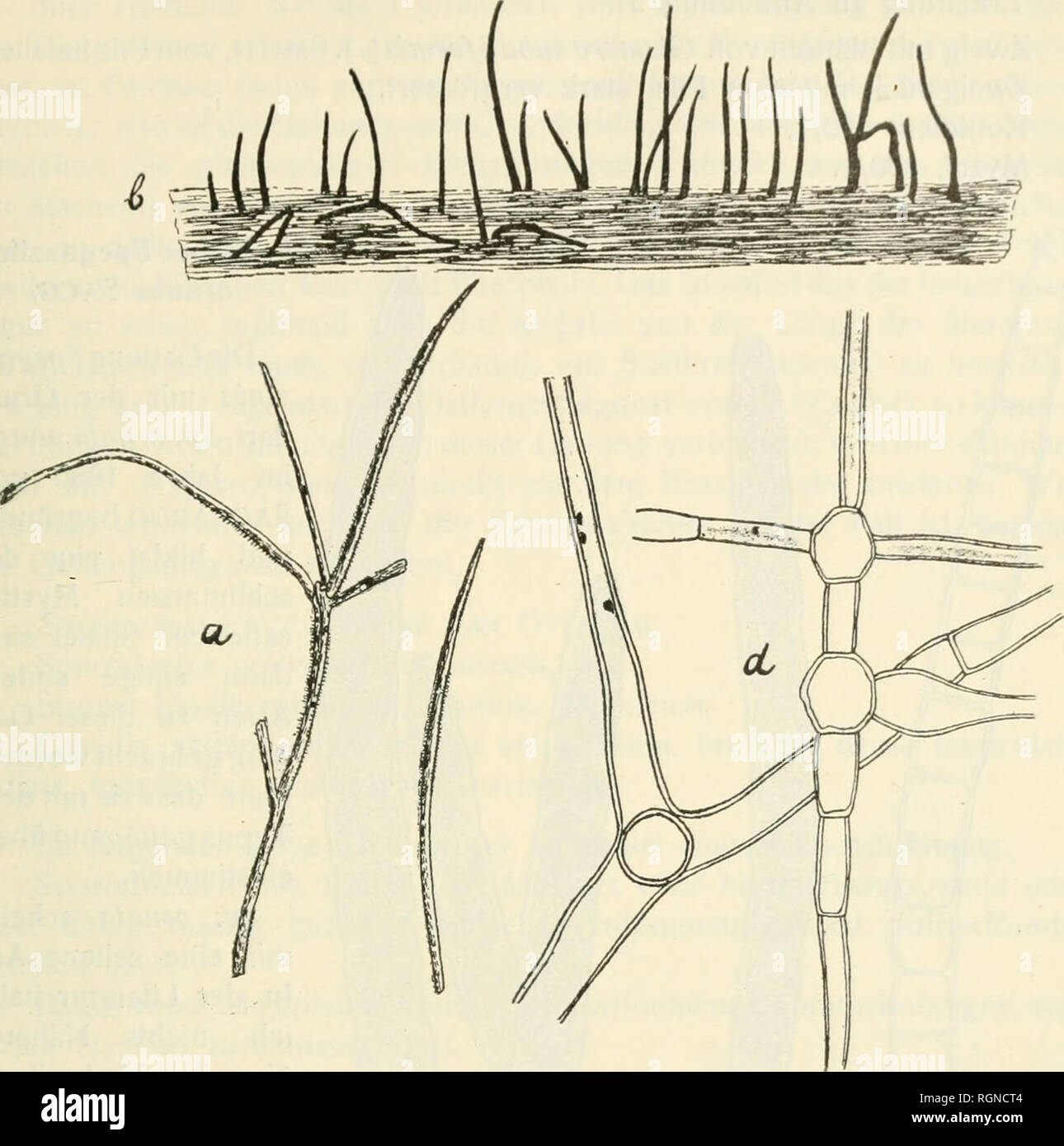 . Bulletin du Jardin botanique de Buitenzorg. Plants -- Indonesia; Plants. Van OvereeM: BeitrCige zur Pilzfloravon NiederUindiscli Indien 285. Abbildiing 5: a, b, d. Stiel 1-3-zellig, glattwandig, in der Mitte stark verschmÃ lert, 15â30 Â« lang. Bisweilen entstelien die Konidien als Seitenzweige aus konidieiiÃ hnlichen Biidungen, welche glattwandig und etwas heller gefarbt und viel langer und breiter (bis 16/^) als die Konidien sind. Von Orchideen wurde bis jetzt keine Clasterosporiiim-kxi beschrieben. Clasterosporium Glomerac v. OVEREEM nov. spec. Mycelio pallide brunneo, septato, typice rect Stock Photo