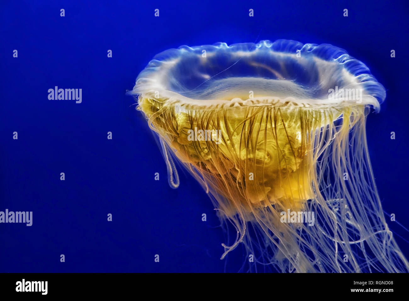 egg yolk jellyfish, Phacellophora camtschatica Stock Photo Alamy