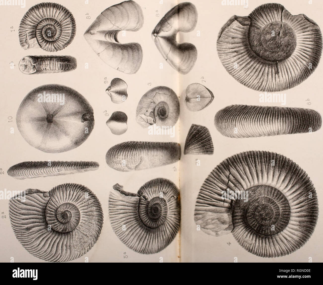 Page 466 N A R T High Resolution Stock Photography And Images Alamy Page 466 N A R T High Resolution Stock Photography And Images Alamy