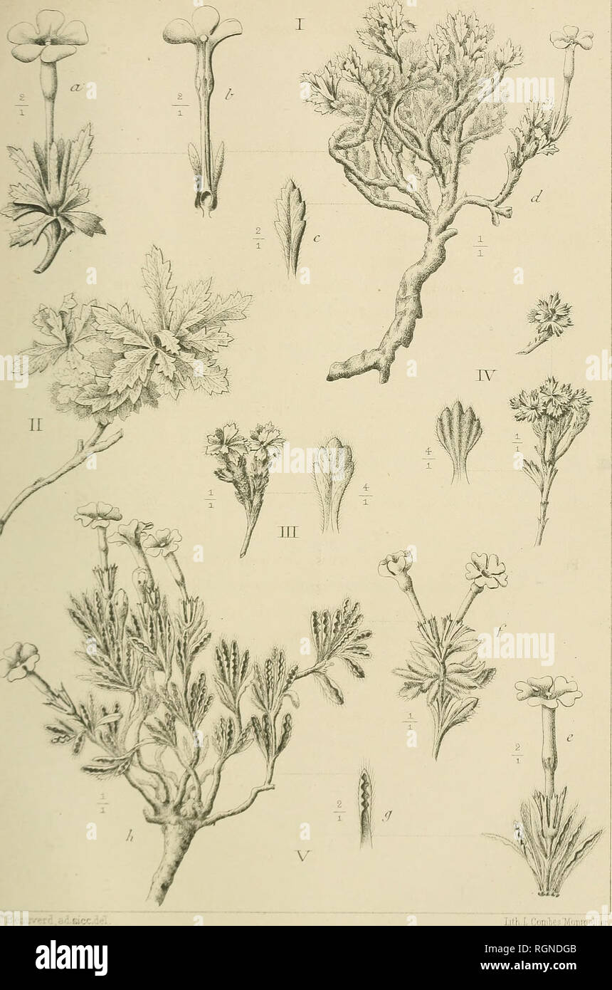 . Bulletin de l'Herbier Boissier. Plants. JLLETINDE 1 HERBIER BOISSIER Tome VUE IL VI.. NYSIA .' Sil Stapf. | si . o NOV.. Please note that these images are extracted from scanned page images that may have been digitally enhanced for readability - coloration and appearance of these illustrations may not perfectly resemble the original work.. Herbier Boissier. Genève : Impr. Romet Stock Photo