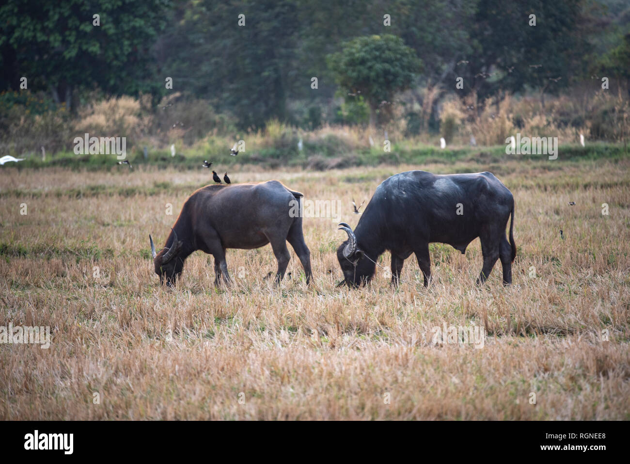 water buffalo, farm animals Stock Photo Alamy
