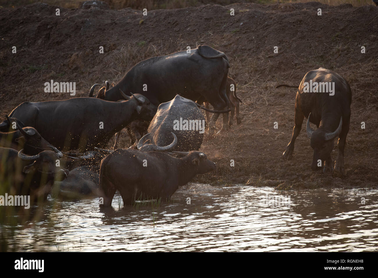 water buffalo, farm animals Stock Photo Alamy