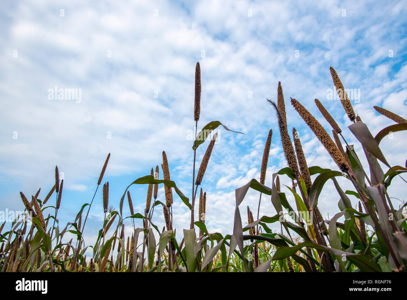Spring By Millet High Resolution Stock Photography and Images Alamy