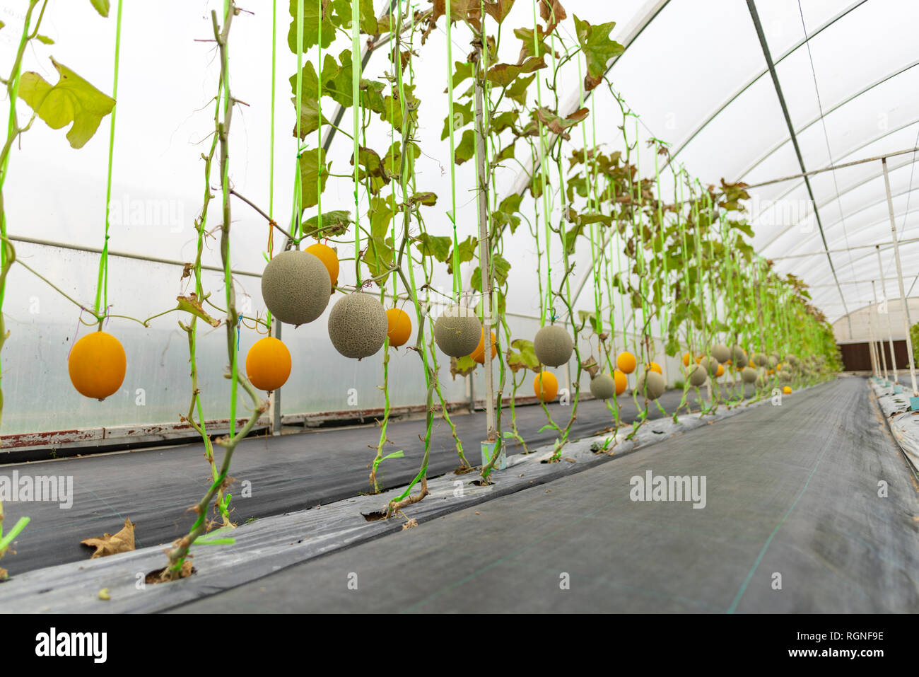 Бахча в теплице. Дыня тепличная. Дыня в парнике. Подвязывание дыни. Арбузы и дыни в теплице.