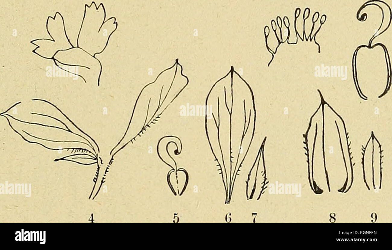 . Bulletin de la Société botanique de Genève. Botany; Botany. 189 POLYGALACEiE NOViE ÏEL PARUM COGNlTiE (VIII) AUCTORE R. CHODAT (Vid. Bull. Herb. Boiss. I-IV, 1892, 1896) Communique en séance du 12 Mai 1913 Polygala Kisantuensis Chod. — Annua; caulis simplex vel pauciramosus, flexuosus 20-40 cm. longus, basi ad 2 mm. crassus dein tenuior, vix puberulus; racemus ramo singulo vel binis supe- ratus. Folia numerosa lanceolata ^^/e.b, ^^/ô, ^^ji mm., basi attenuata et subpetiolata, acutissima, limbo tenuissimo, sicco translucido. Racemus çonspicue supraaxil- iaris vel pseudo-ter- ^ - -^ minalis, t Stock Photo