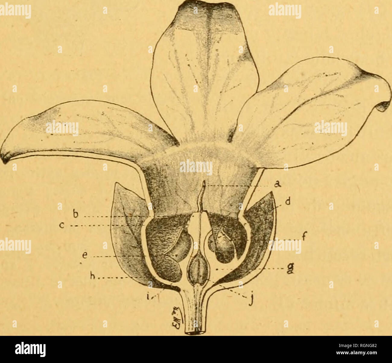 . Bulletin de la SociÃ©tÃ© des sciences naturelles de l'Ouest de la France. Natural history -- France. E. MARCHAND ET S. BONJOUR. â SUR LES FLEURS-PIEGES 71 pÃ©tiole; fleurs gÃ©nÃ©ralement pendantes, Ã odeur suave,en cymes dichotomes. Calice Ã 5 sÃ©pales larges, ovales-cordÃ©s et soudÃ©s Ã la base, aigus au sommet. Corolle blanche, ou lÃ©gÃ¨rement rosÃ©e, campanulÃ©e, ventrue, renflÃ©e infÃ©rieurement, Ã limbe 5-fide ; lobes ovales-obtus Ã bords plus ou moins ondulÃ©s, parfois droits, recourbÃ©s en dessous au sommet ou Ã©talÃ©s, plus ou moins veinu- lÃ©s-ponctuÃ©s de lignes rosÃ©es ou violet p Stock Photo