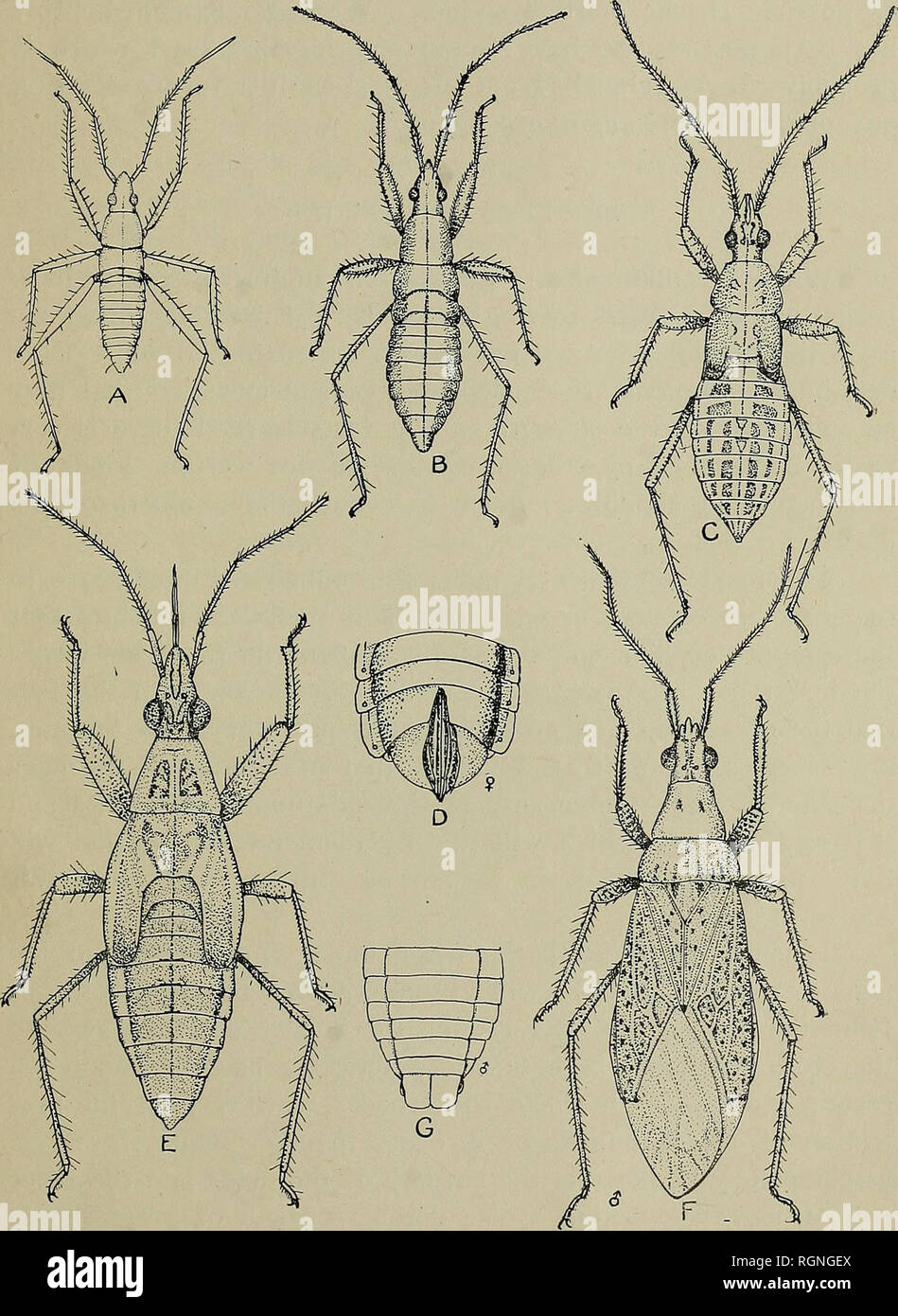 Bulletin. Agriculture. The Meadow Plant Bug. 9 Evidently the adults feed  for some time before mating as the first matings observed were July 8th and  loth. The eggs however develop rapidly