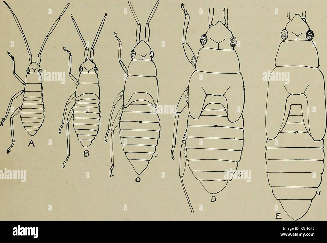 Insects Matings High Resolution Stock Photography and Images - Alamy