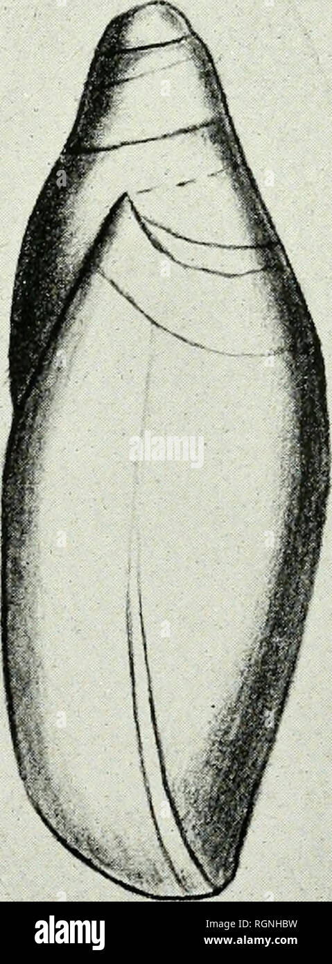 . Bulletin du Musum national d'histoire naturelle. Natural history. Fig. 3. Fig. '4. pig. , 2.   Marginella (Volvaria) Germaini Bavay; x i5 environ. ^Ir. 3-6. — Marginella Joubini Bavay; x i5 environ.. Please note that these images are extracted from scanned page images that may have been digitally enhanced for readability - coloration and appearance of these illustrations may not perfectly resemble the original work.. Musum national d'histoire naturelle (France). Paris : Imprimerie nationale Stock Photo