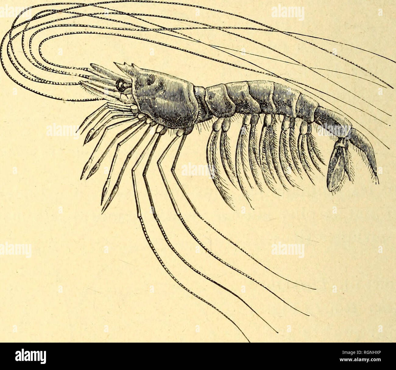 . Bulletin du MusÃ©e ocÃ©anographique de Monaco. Ocean. - 24 â nus gracilipes A. Milne Edwards) ont des membres, pattes et antennes, dÃ©mesurÃ©s; on en cite qui atteignent im5o (Fig. 16). Il en est de mÃªme pour un animal assez voisin [Hapalopoda investigator Milne-Edwards, Fig. 17) qui vit Ã 1400 mÃ¨tres de profondeur et dont les derniÃ¨res pattes se sont Ã©normÃ©ment allongÃ©es pour se transformer en organes tactiles. Certains crabes (Neolithodes Grimaldii Milne Edwards et. Fig 17. â Hapalopoda investigator A. Milne Edwards, pÃ©chÃ© Ã igoo1&quot; de profondeur ayant ses derniÃ¨res pattes all Stock Photo