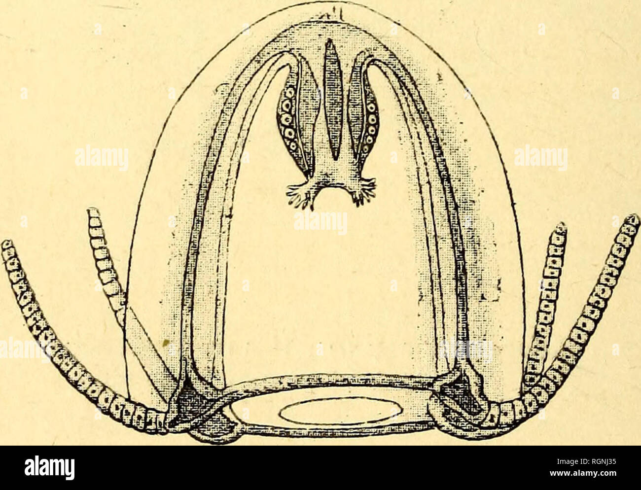 sac transparent irisé
