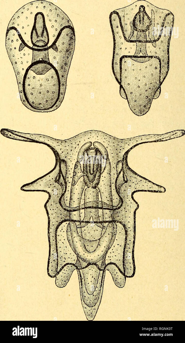 Lineus Stock Photos Lineus Stock Images Alamy - 