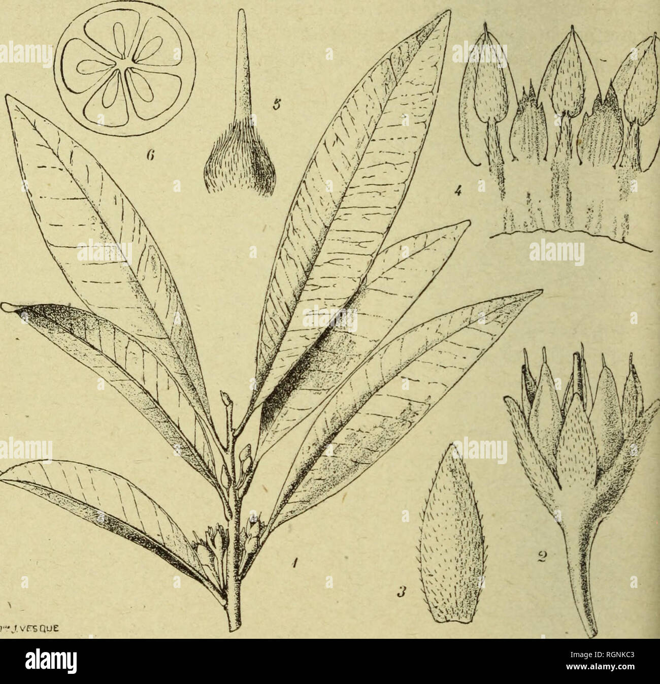 . Bulletin du MuseÌum d'histoire naturelle. Natural history. Sideroxylon madagascariense sp. nov. Arhor 30-^Ã®5 m. nlta; mmuli dÃ©biles. Folin nltertia; petiolm O-y mm. hiigVH sparsc piÃ®osns^ supra sulealm; Iimbus glabev oblongo-laucenlalits,. Fig. 3. â Sideroxylon madagascariense sp. nov. 1, Rameau fleuri, grand, nat. ; â 2 , bouton X 5 ; â 3, sÃ©paie dÃ©tachÃ© X 7 ; â k, une partie de la corolle avec ses lobes, les Ã©tamines et staminodes X 7 ; â 51 pis- til X 7 ; â 6, section transversale de Tovaire X 1 ^ â¢ 7-^ cm. longus, i.5-st cm. lattis basi apiceque attenuatus sed apice obiusus; nerv Stock Photo