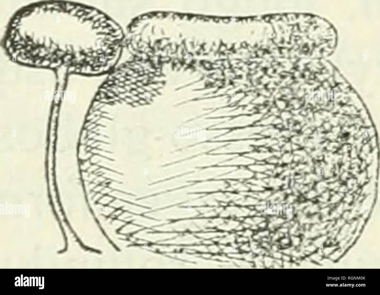 . Bulletin du Jardin botanique de Buitenzorg. Plants -- Indonesia; Plants. Fig. d. Pothos quinqucvenosus, V. A.V.R. — (? P. Alberfisii, Engl., forma vel var.). Eupotlws, Papiiani. — P. Albertisii EnGL. affinis. — Foliorum petiolus 4'/2—7'/2 cm. longus, apice 1 cm. latus, truncatus, vix auriculatus, angulis rotundatis, venis collectivis 5 utrinque ; lamina ovata, 8—10X3—4cm., ad vel infra médium latissima, basi rotundata vel subtruncato-rotundata, apice sensim acuminata, venis collectivis 5 utrinque, interiore e medio costae nascente. Pedunculus + 7'/2 cm. longus, postremo paullo longior.. Spat Stock Photo