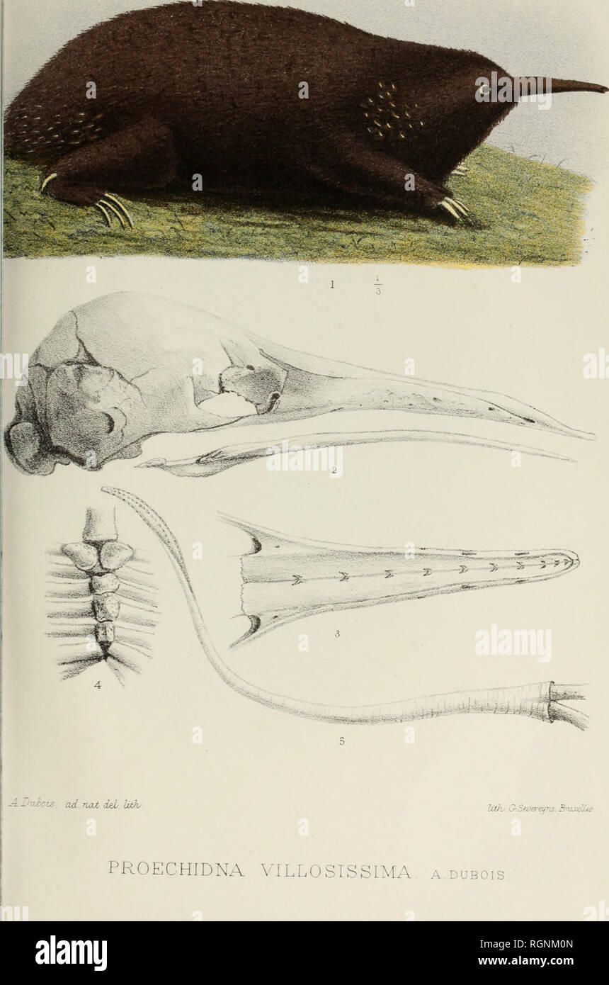 Bulletin du Mus©e royal d'histoire naturelle de Belgique. Natural history  -- Societies, etc; Paleontology -- Societies, etc. i886. LANDEN'IKNS  (ÉOCÈNE INFÉRIEUR). ETC. 1 y.. KiG. 3. — Mandibule de Chelonia, vue