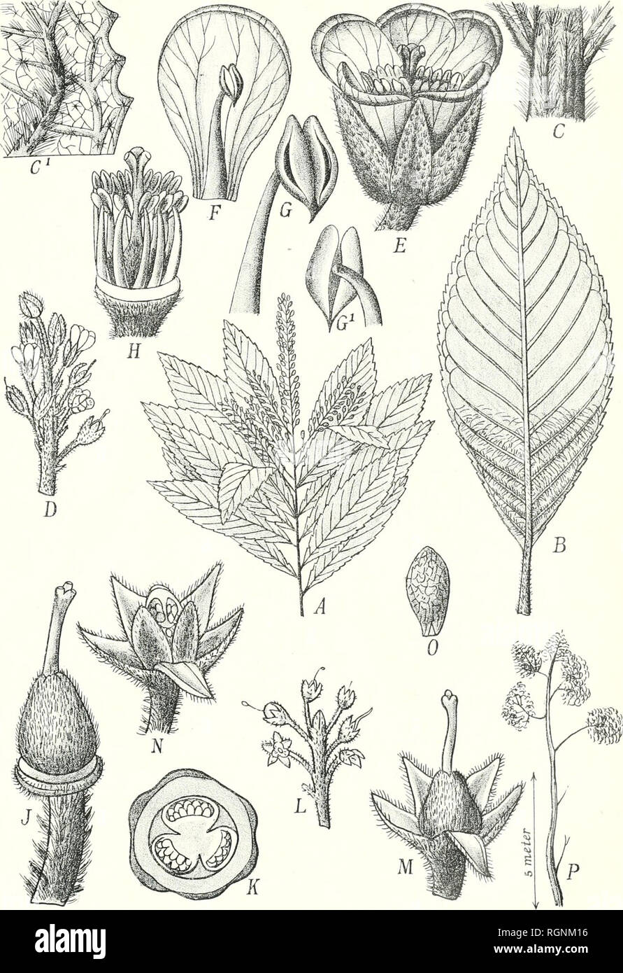 . Bulletin du Jardin botanique de Buitenzorg. Plants -- Indonesia; Plants. Bull. Jard. Botan. Buitenzorg. Série III, Bd. I. Koordcrs, Beitras; Flora Java No. 12 Tafel 10,. Mangoendimedjo delin Lithographie G. Kolff &amp; Co. Fig. 10. Clethra javanica Turczaninow. (Original, nach Herb. Kds.). Please note that these images are extracted from scanned page images that may have been digitally enhanced for readability - coloration and appearance of these illustrations may not perfectly resemble the original work.. Kebun Raya Indonesia. Buitenzorg : Db 's Lands Plantentuin Stock Photo