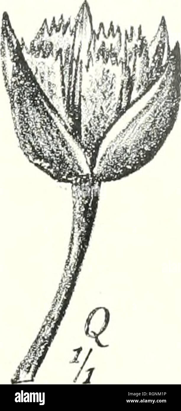 . Bulletin du Jardin botanique de Buitenzorg. Plants -- Indonesia; Plants. Mangoendimedjo delin Lithographie G. Kolff &amp; Co. Fig. 8 Elaeocarpus littoralis Teijsm. et Binn. (0, P Original nach Herb. Kds.; Q —T Original, nach seitii autlientischen Herbar aus Hortus Bogor.). Please note that these images are extracted from scanned page images that may have been digitally enhanced for readability - coloration and appearance of these illustrations may not perfectly resemble the original work.. Kebun Raya Indonesia. Buitenzorg : Db 's Lands Plantentuin Stock Photo