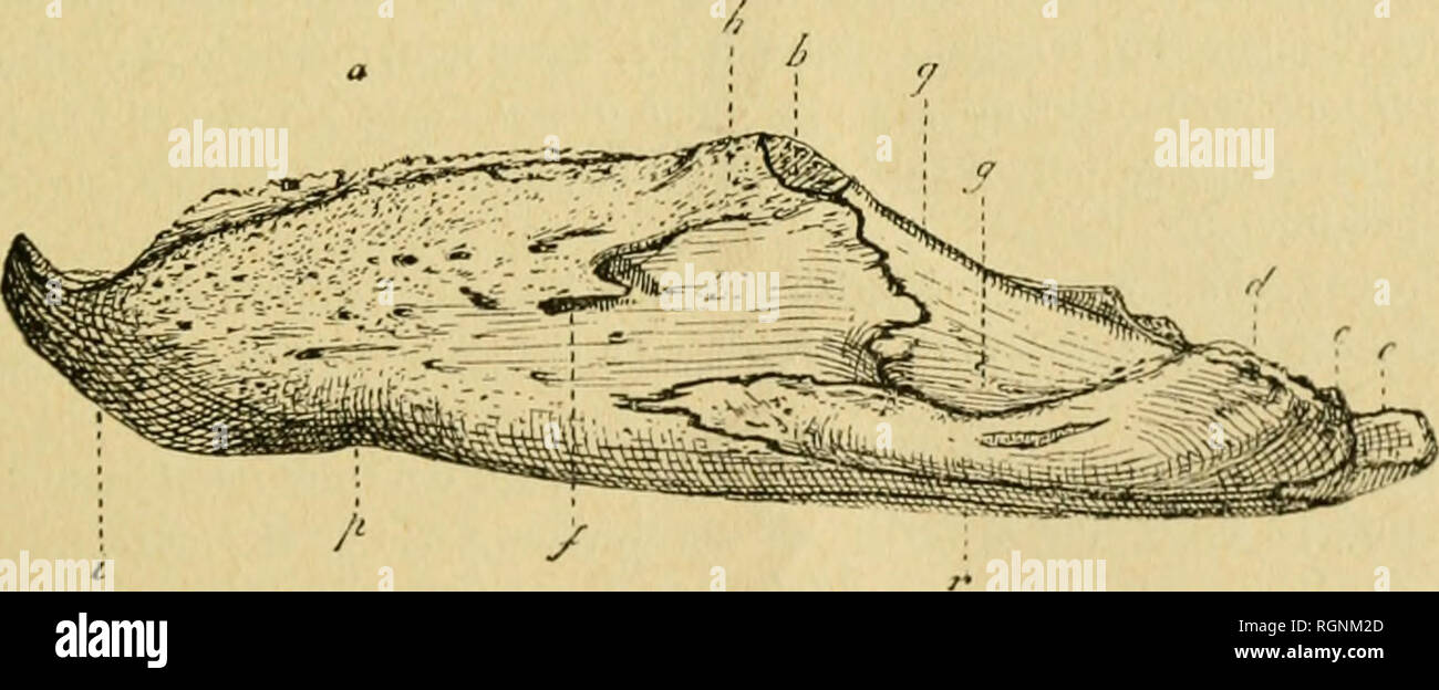 Bulletin du Mus©e royal d'histoire naturelle de Belgique. Natural history  -- Societies, etc; Paleontology -- Societies, etc. i886. LANDEN'IKNS  (ÉOCÈNE INFÉRIEUR). ETC. 1 y.. KiG. 3. — Mandibule de Chelonia, vue