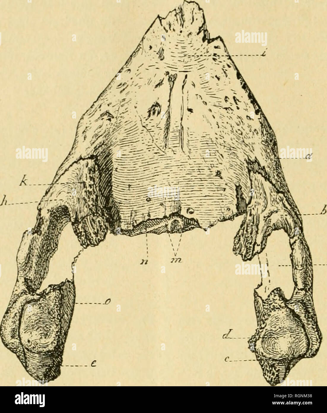 Bulletin du Mus©e royal d'histoire naturelle de Belgique. Natural history  -- Societies, etc; Paleontology -- Societies, etc. i886. LANDEN'IKNS  (ÉOCÈNE INFÉRIEUR). ETC. 1 y.. KiG. 3. — Mandibule de Chelonia, vue