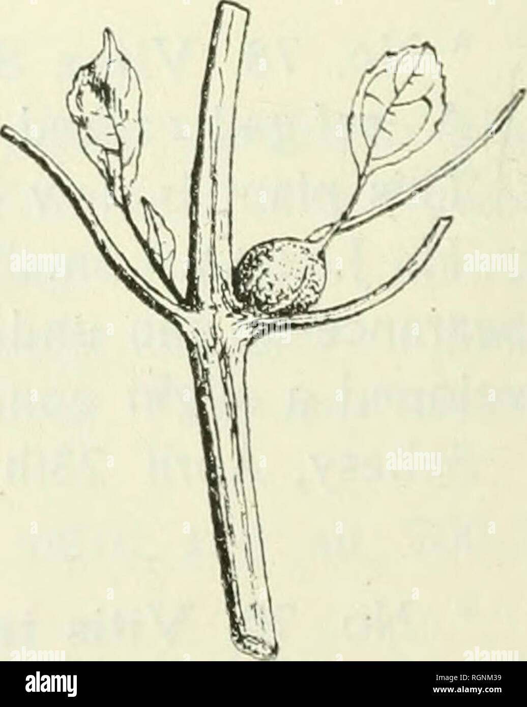 . Bulletin du Jardin botanique de Buitenzorg. Plants -- Indonesia; Plants. Fig. 19. A midgc-gall on Vitis trifolia L. X 1. shoots. The internodes remain shorter and the leaves remain smaller and accumulated. See the figure 19. Sebesy, in a marsh, April 24th IQ21. No. 5207. No. 80. Wcdelia biflora D. C. A leaf-gall formed by a gali- mite. Common on the beach of tropical countries. Small excres- cences among the ramifications of the veins; and already described from Krakatau. Krakatau, Apri! 24th 1919. No. 3543. Verlaten-island, April 22nd 1920. No. 4029. Sebesy, April 27th 1921. No. 5336. Liter Stock Photo