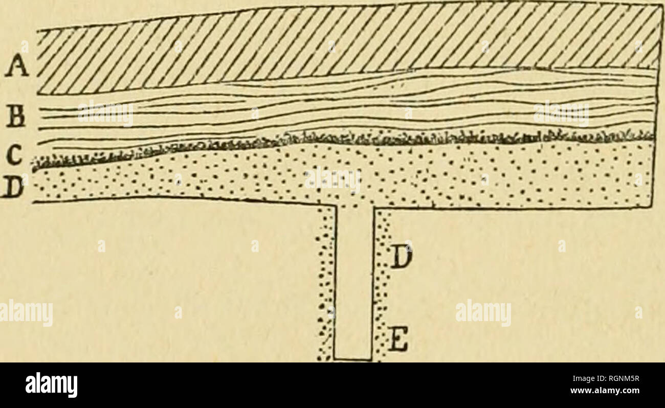 . Bulletin du MusÂ©e royal d'histoire naturelle de Belgique. Natural history -- Societies, etc; Paleontology -- Societies, etc. 68 RUTOT. LA TRANCHEE DE HAININ. Janv. d'un sable blanc pur, surmontant un sable grossier, roux, ferrugi- neux, plus ou moins concrÃ©tionnÃ©, les deux indiquÃ©s par la lettre C&quot; sur la coupe. Les dÃ©blais du mÃªme puits nous ont encore permis d'effectuer une dÃ©couverte bien importante, celle de la prÃ©sence d'assez nom- breux Ã©chantillons malheureusement fracturÃ©s, de Physes et de LymnÃ©es conservÃ©es avec le test, ainsi que des graines de Chara striÃ©es en sp Stock Photo