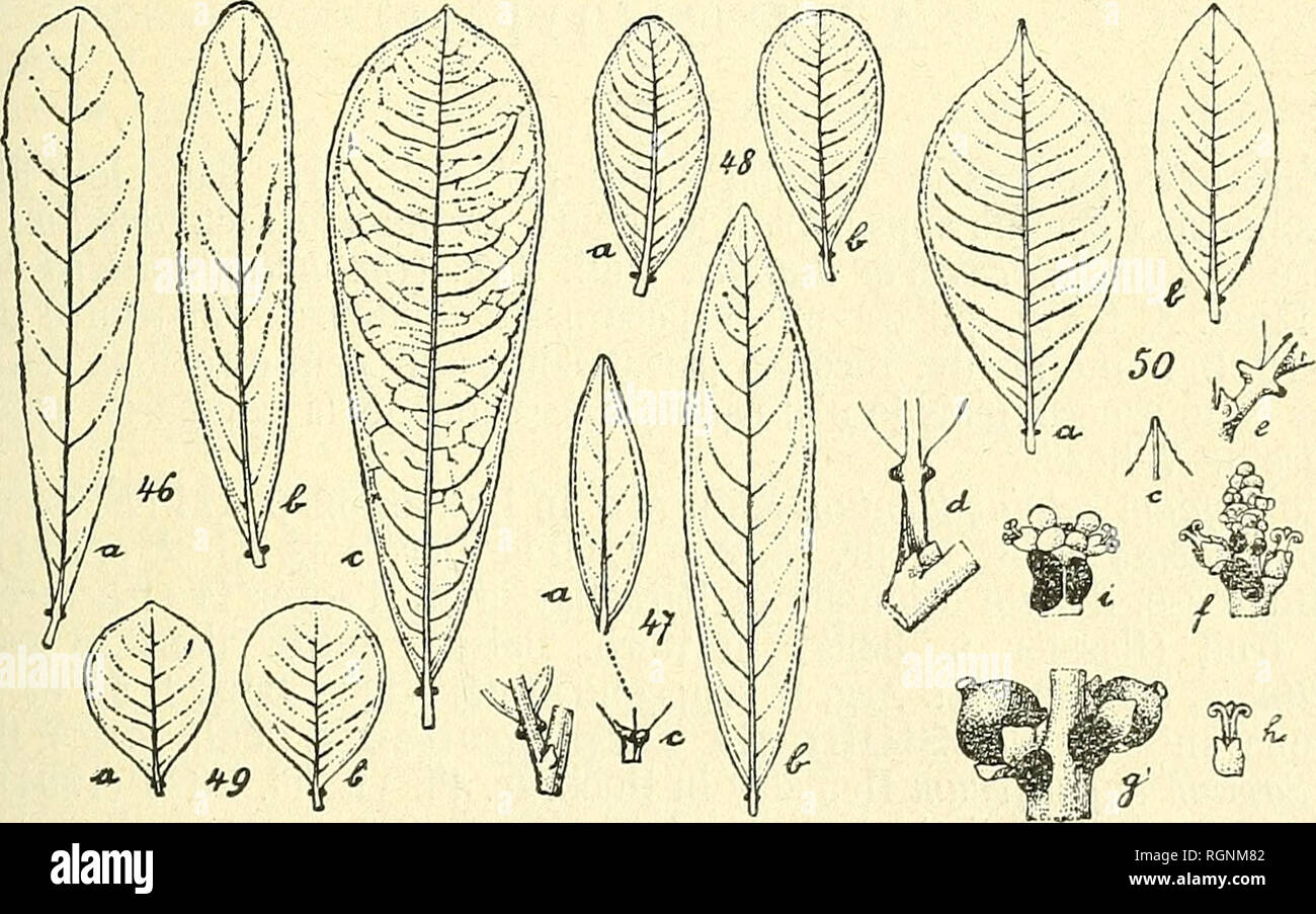 . Bulletin de l'Herbier Boissier. Plants. (39) J. HUBER. ESPECES DU GENRE SAPIUM JACQ. 451 Sapium triste (Müll. Arg.). Hub. — (Fig. 45). Excaecaria tristis Müll. Arg. in Fl. Bras. XI, 2, p. 614 (1874), » Foliis breviter petiolatis slipulis triangularibus late scariosis margine laceris petiolis apice biglandulosis, Iimbo loranthaceo-opaco fragili, costis secundariis subdistanlibus vix distinctis, venis indistinctis, spicis par- vulis, bracteis brevibus latis masculinis 3-floris grosse biglandulosis, glandulis planis calyce fem. abbreviato 3-partito, laciniis ovatis acutis, masculo obovoideo 2-f Stock Photo