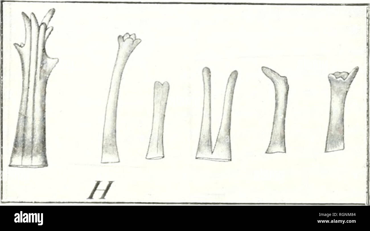 . Bulletin du Jardin botanique de Buitenzorg. Plants -- Indonesia; Plants. Manfjoendimedjo et Ardibrata deliti. Autolypie Reprod. Atelier Département van I.andbouw. Fig. 3 G — K Rafflesia atjehensis Kds. (Original, nacli Alkoliolmat. Herb. Kds. ii. 44060 /? im Buitenzorger Botan. Miiseiini).. Please note that these images are extracted from scanned page images that may have been digitally enhanced for readability - coloration and appearance of these illustrations may not perfectly resemble the original work.. Kebun Raya Indonesia. Buitenzorg : Db 's Lands Plantentuin Stock Photo