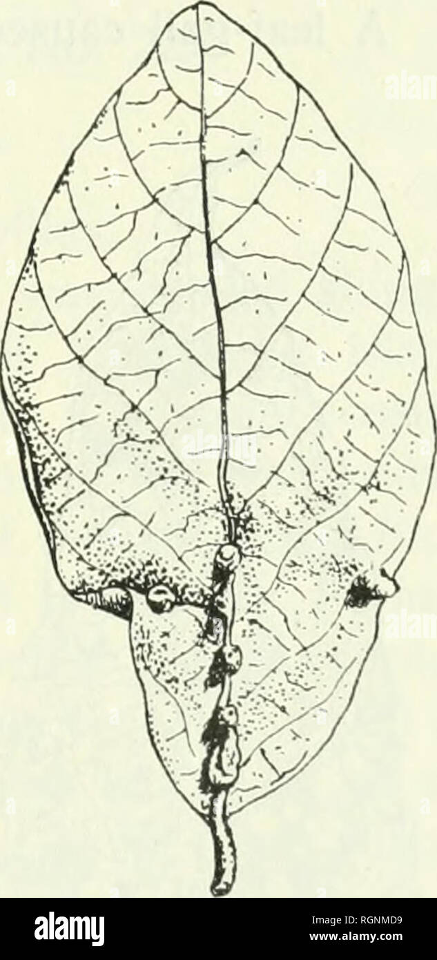 . Bulletin du Jardin botanique de Buitenzorg. Plants -- Indonesia; Plants. Fig. 7. A moth-gall on Bridelia tomentosa Bl. nat. size. No. 8. Bridelia tomentosa BL. A leaf-gall caused by a psyllida. On the underside of the leaf thèse galls form small conical outgrowths, situated mostly near the main nerve; they are of a light-green colour. See figure 8. The average size of thèse outgrow^ths is 1 mm. On the reverse side thèse galls are seen as small rounded hardly visible swellings. The opening, which gives entrance to the gallchamber is on the underside of the gall. New-Territory, Sha-Tin, underb Stock Photo
