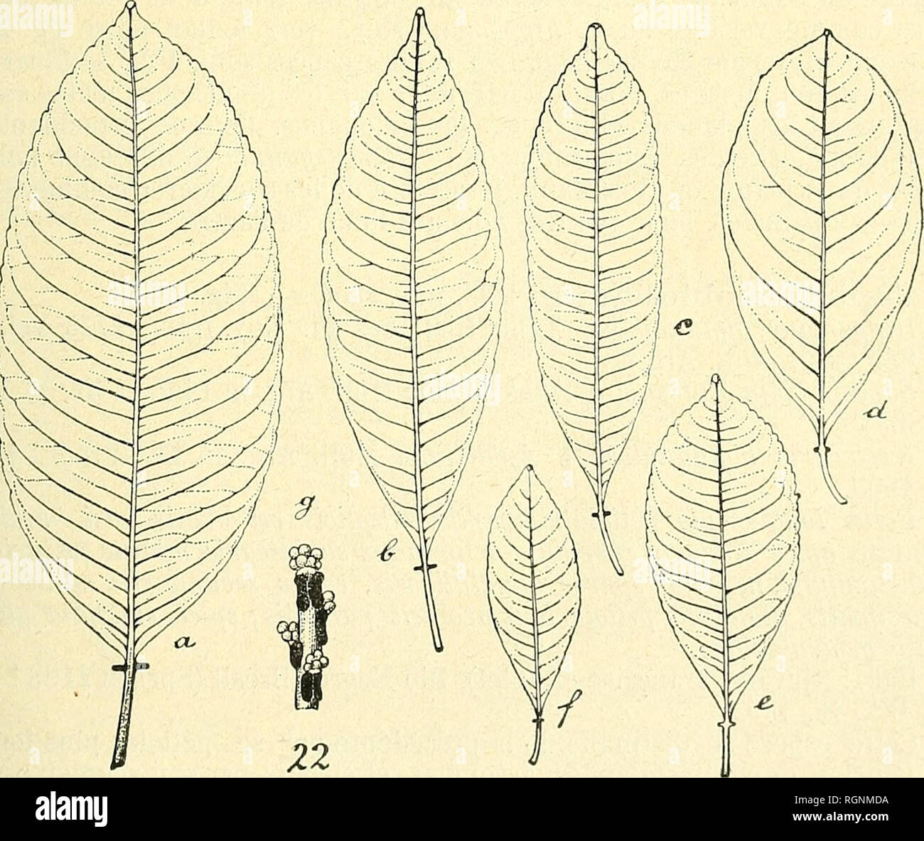 . Bulletin de l'Herbier Boissier. Plants. Fig. 21. Sapium HippomaneMeyer (a, c, Hostmann 314 H. DC; b, &quot;Wull- schlägel 486 H. DC); a, b, feuilles; c, fleurs mâles.. Fig. 22. Sapium Hemsleyanum Hub. (Jenman H. B.); a-f, feuilles; g, fleurs mâles. bulletin de l'herbier boissier, il» 5, 30 avril 1906. 25. Please note that these images are extracted from scanned page images that may have been digitally enhanced for readability - coloration and appearance of these illustrations may not perfectly resemble the original work.. Herbier Boissier. Genève : Impr. Romet Stock Photo