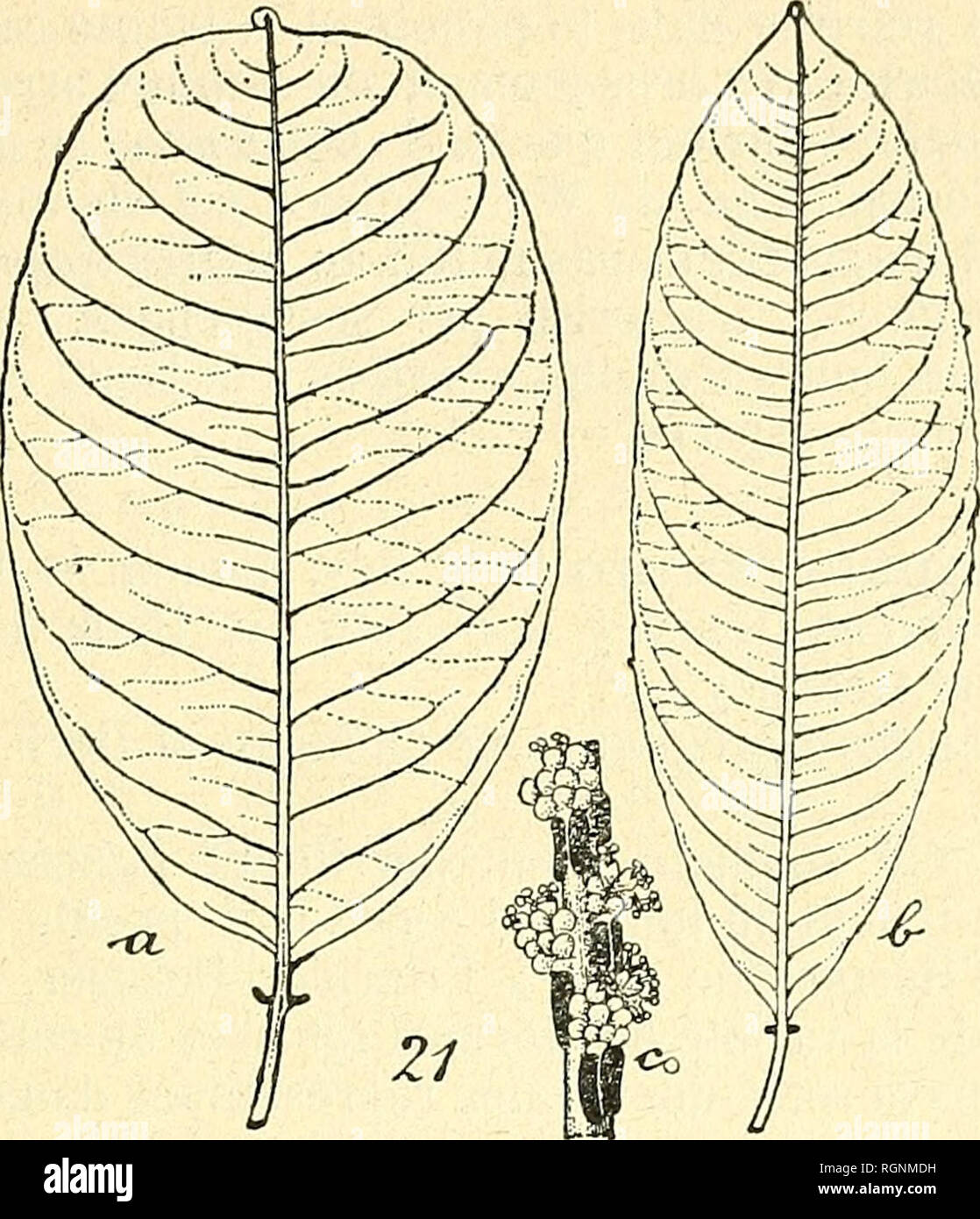 . Bulletin de l'Herbier Boissier. Plants. (17) J. HUBER. ESPECES DU GENRE SAPIUM JACQ. 361. Fig. 21. Sapium HippomaneMeyer (a, c, Hostmann 314 H. DC; b, &quot;Wull- schlägel 486 H. DC); a, b, feuilles; c, fleurs mâles.. Please note that these images are extracted from scanned page images that may have been digitally enhanced for readability - coloration and appearance of these illustrations may not perfectly resemble the original work.. Herbier Boissier. Genève : Impr. Romet Stock Photo