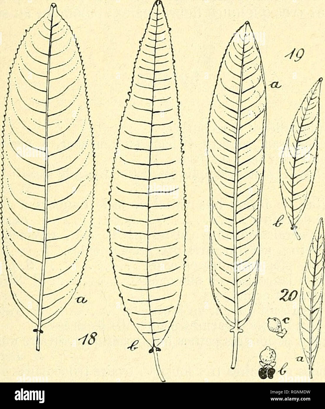 . Bulletin de l'Herbier Boissier. Plants. (15) J. HUBER. ESPECES DU GENRE SAPIUM JACQ. 359 ExcÅcaria biglandulosa var. Moritziana MÃ¼ll. Arg. in DG. Prodr. 15,2 p. 1206. Sapium salicifolium H. B. K. ? in Nov. Gen. etSpec. vol. II p. 52 (1817). Fig. apud Hemsley in Hook. Ic. PI. VII pl. 2677. Hab. : Panama, Colombie, Venezuela. La diagnose de Seeman est conÃ§ue de la faÃ§on suivante : Â« Arboreum, glabrum; ramis ramulisque teretibus cinereis; foliis oblongis utrinque brevi-attenuatis, apice obtuso-uncinatis, margine dentato-serratis recurvis, in apice petioli glandulis duabus stipitatis erectis Stock Photo