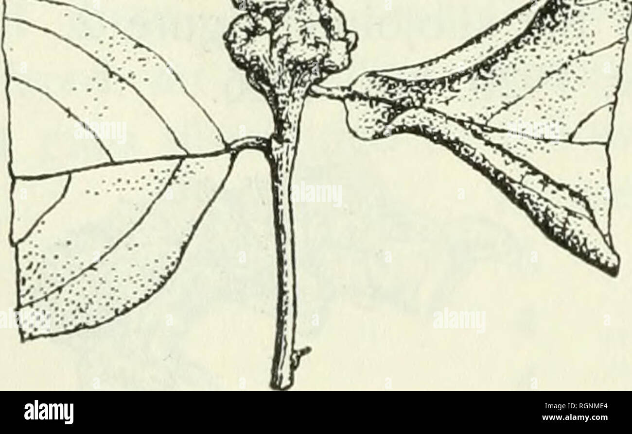 Bulletin du Jardin botanique de Buitenzorg. Plants -- Indonesia; Plants. Fig.  4. An itonid-gall on Bischofia javanica Bl. nat. size. No. 5. Breynia  fruticosa HOOK. F. A bud-gall caused by a