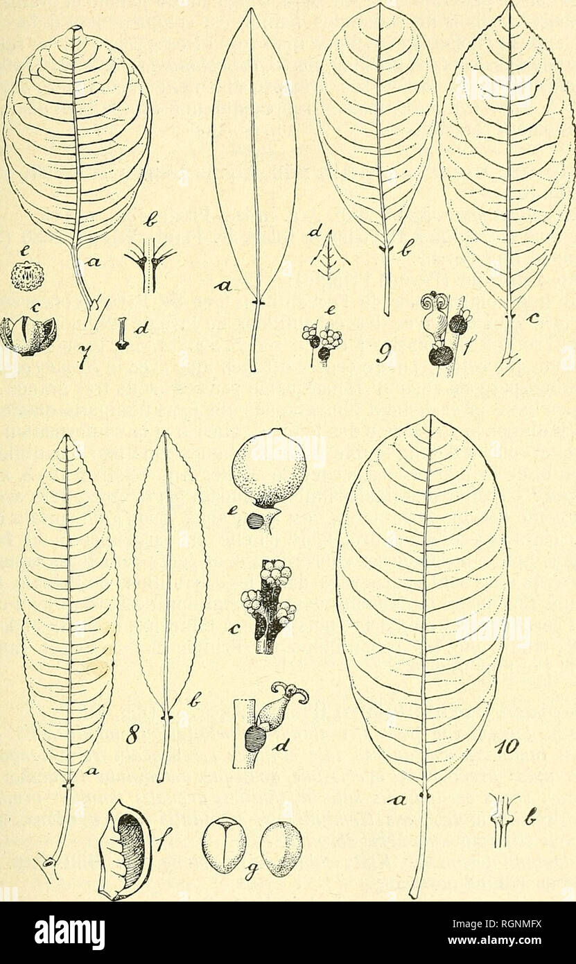 . Bulletin de l'Herbier Boissier. Plants. (7) J. HUBER. ESPECES DU GENRE SAPIUM JACQ. 351. Fig. 7. Sapium Pittieri Hub. (Piltier 4344 H. B.); a, feuille; b, base foliaire vue d'eu bas; e, capsule; d, columelle; e, graine. — Fig. 8. Sapium macrocarpum Müll. Arg. b, e Pavon in H. B. et DC„ les autres : Pringle 6336 (H. Del. DC, B.); a, b, feuilles; c, fleurs mâles; d, il. femelle; e, jeune fruit; {, valve d'une capsule mûre; g, graines. — Fig. 9. Sapium pedicellatum Hub. (Pavon H. B.); a, b, c, feuilles; d, pointe d'une feuille; e, fleurs mâles; f, fleurs femelles. — Fig. 10. Sapium lateriflorum Stock Photo