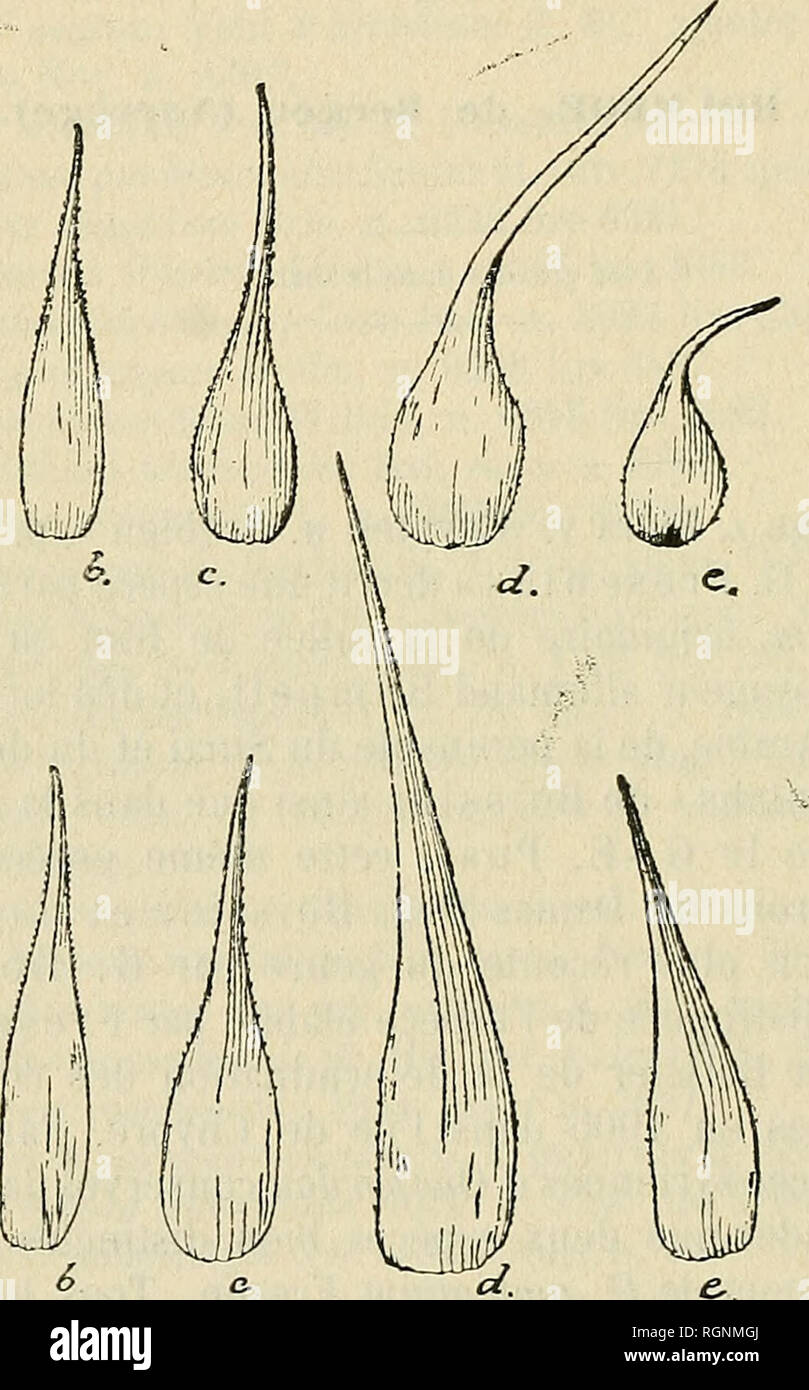 . Bulletin de l'Herbier Boissier. Plants. 828 BULLETIN DE l'HERBIKR BOISSIKR (2™« SÉR.). 1907 (2) spinosis, parum lobulatis. Foliis basalibus oblongo-spathulatis, argute lobatis, lobis triangularibus acutis, crebre spinis flavis validis mar- ginatis; caulinis valde deminulis, angustioribus, vix lobatis. Capitulis majusculis, globosis, diamelro (sine spinis) 2,5-3 cm., subtiis convexis. Phyllis involucri exterioribus a basi laie ovata adpressa tomentosa abrupte in spinam longissimam — ad 3,5 cm. longam — fortem, patule recurvatam contractis, interioribus lanceolatis, erectis, sensim atlenua- ti Stock Photo