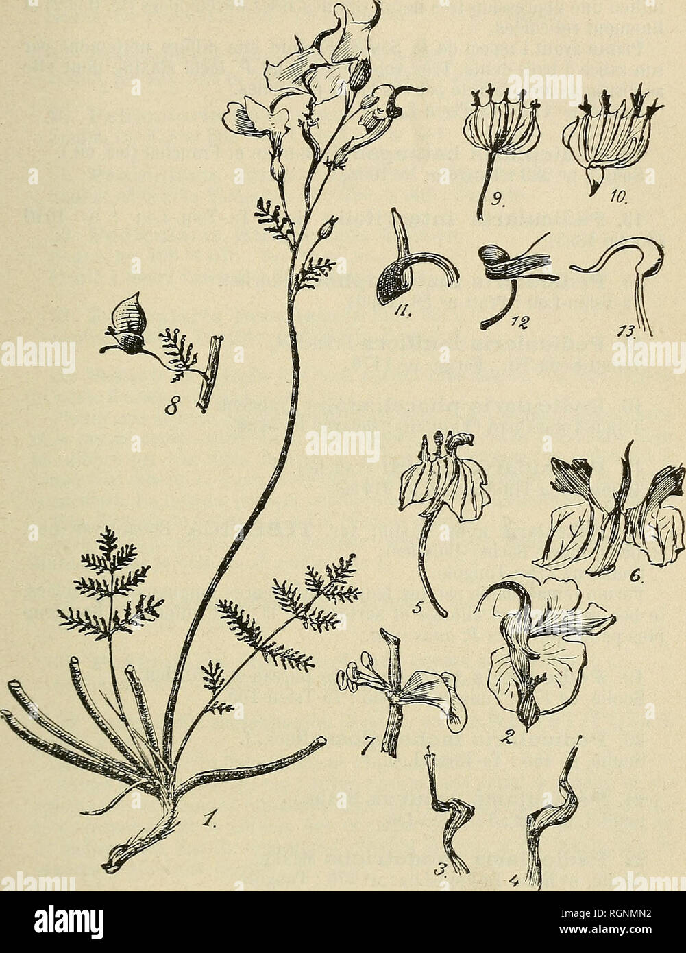 Bulletin de l'Herbier Boissier. Plants. (3) G. BONATI, LES PÉDICULAIRES DE  LA CHINE CENTRALE. 543. Pedicularis Petitmenginii. 1. Plante entière. 2.  Fleur entière. 3-4. Casque et rostre. 5-6. Calice. 7. Insertion