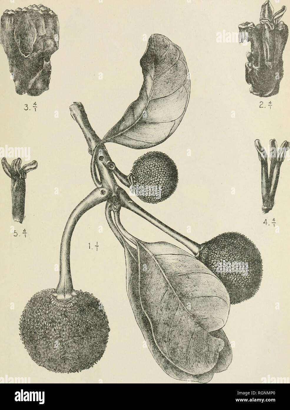 . Bulletin du Jardin botanique de Buitenzorg. Plants -- Indonesia; Plants. Bull. Jard. Botan. Buitenzorg, Série III, Vol. IV. j. J, Smith: Plantae novae vel criticae. Tab. 7.. Sandiwirio del. Gymnartocarpus triandra J.J. S.. Please note that these images are extracted from scanned page images that may have been digitally enhanced for readability - coloration and appearance of these illustrations may not perfectly resemble the original work.. Kebun Raya Indonesia. Buitenzorg : Db 's Lands Plantentuin Stock Photo