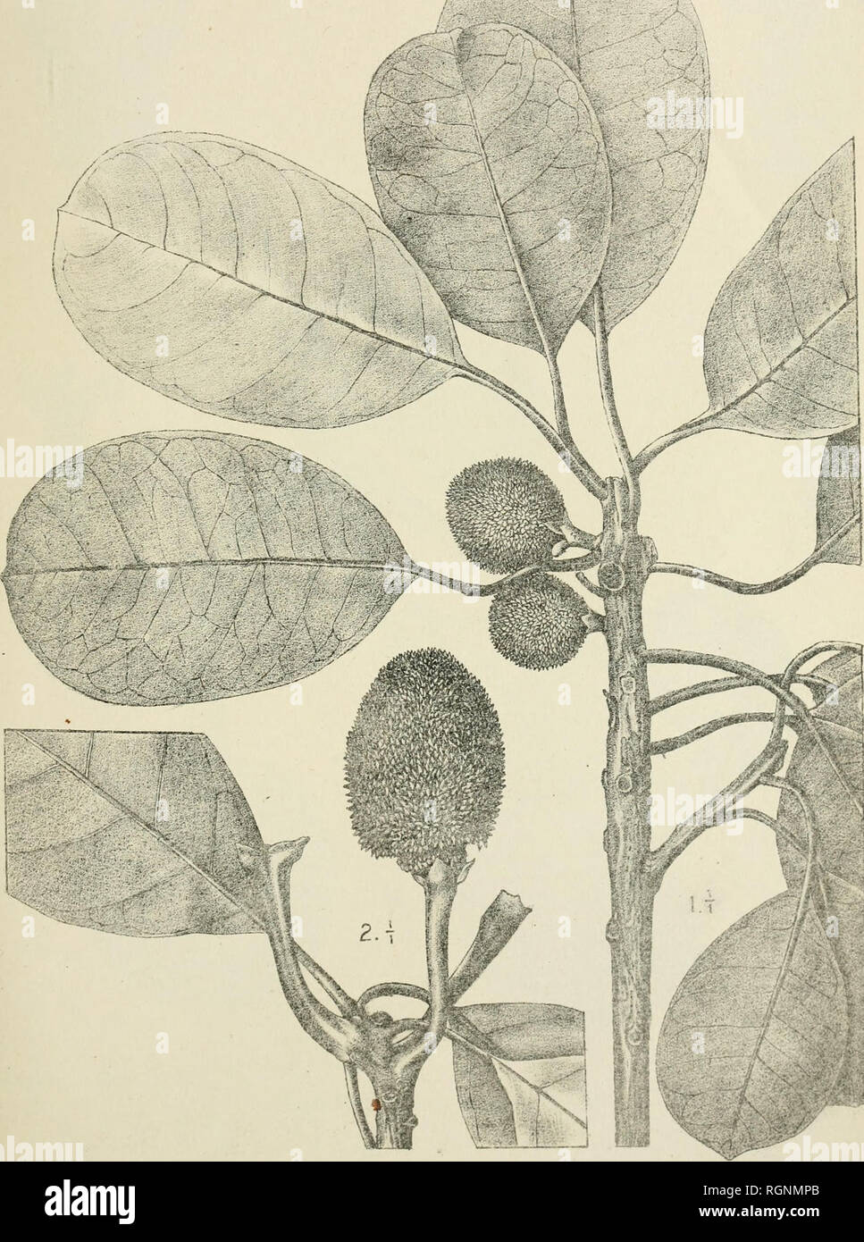 . Bulletin du Jardin botanique de Buitenzorg. Plants -- Indonesia; Plants. Bull. Jard. Botan. Buitenzorg, Série III, Vol. IV. J. J. Smith: Planfae novae vel criticae. Tab. 6.. Sandiwirio del. Gymnartocarpus triandra J.JS.. Please note that these images are extracted from scanned page images that may have been digitally enhanced for readability - coloration and appearance of these illustrations may not perfectly resemble the original work.. Kebun Raya Indonesia. Buitenzorg : Db 's Lands Plantentuin Stock Photo