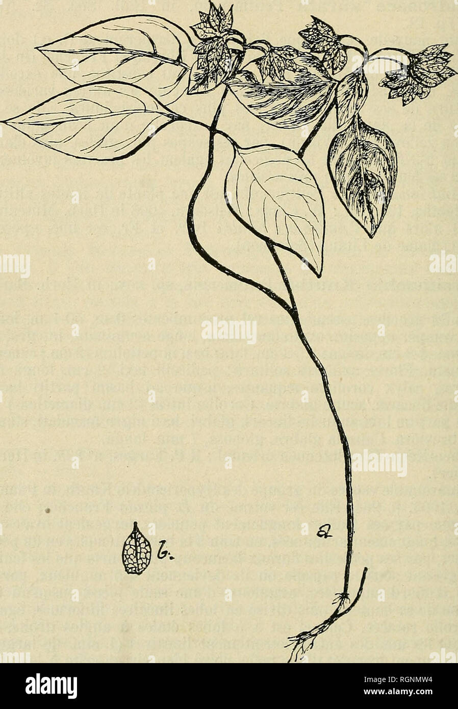 Bulletin De L Herbier Boissier Plants 530 Bulletin De L Herbikr Boissier 2 Ser 1907 10 Psise Avec La Collaboration Du Prof D Fax De Breslau Dans Le Pflanzen Reich Lysimachia Quadriflora