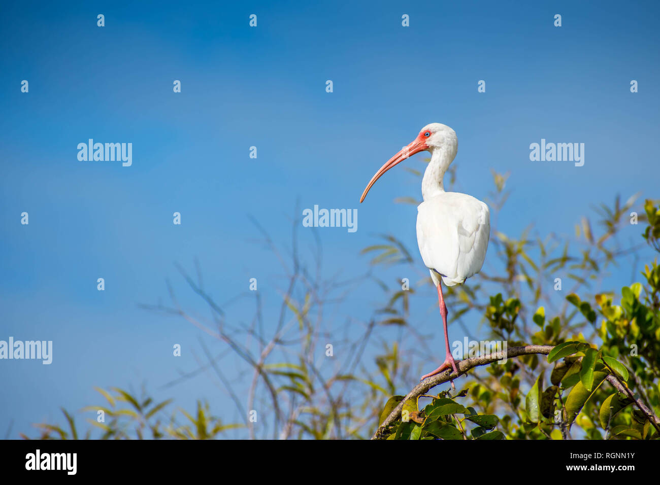 An immature white Ibis in Everglades National Park, Florida Stock Photo