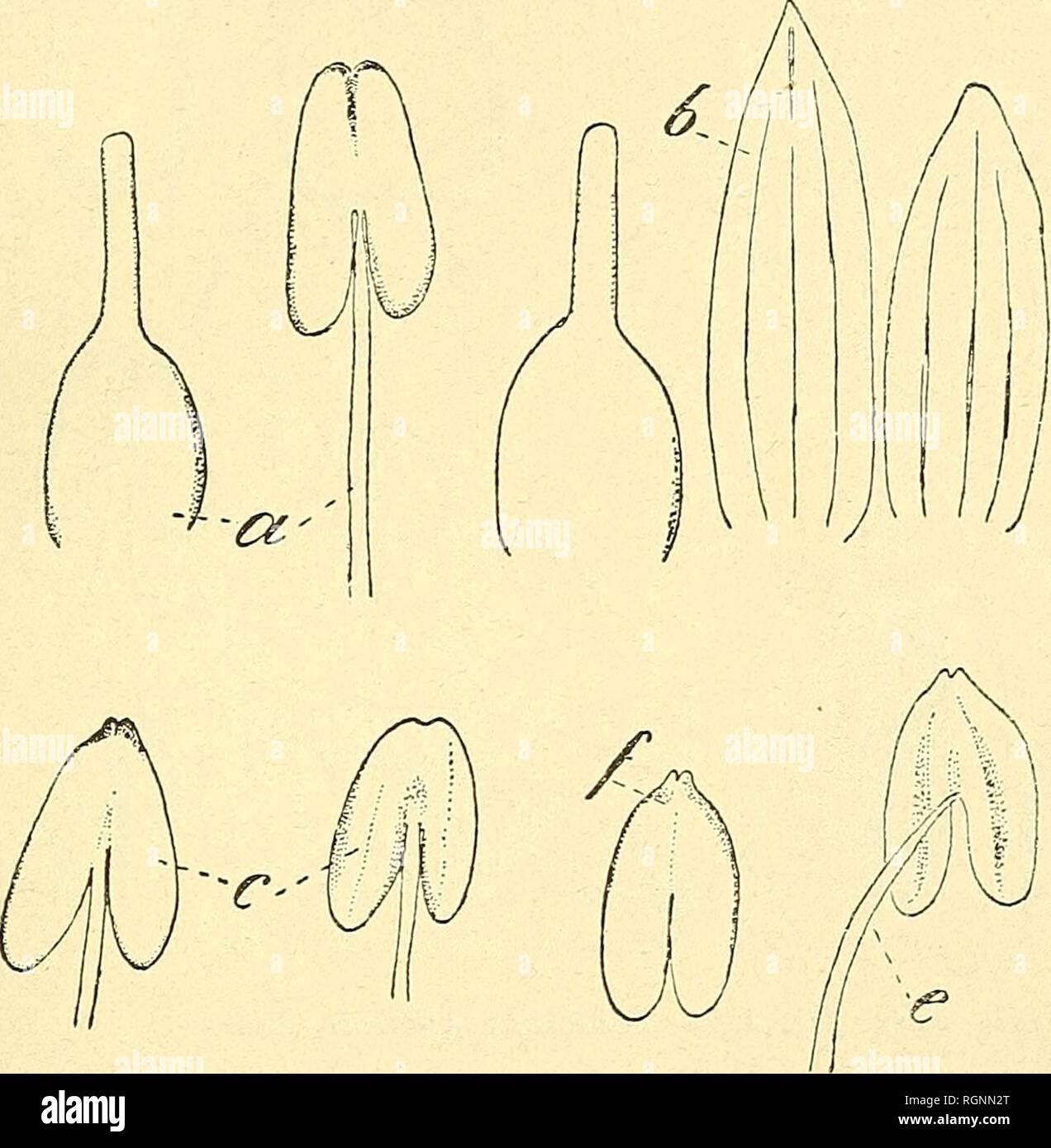 . Bulletin de l'Herbier Boissier. Plants. (ä) R. CHOÜAT. GENRES SGOPARIA L. ET HASSLERELLA CHOD. Scoparia purpurea de Ridley (Journ. Linn. Soc. XXYII, 51 (1890). Paraît distinct par sa corolle peu barbue ou corolle presque nue. v. 1. c. C'est une plante de Fernando Noronha : Rat island.. Fig. 2. — SCOPARIA NUDICAULIS Chod. a. Pistil et étamiue (Rojas, 137); b, pistil et sépales (Hassl. 2593) c, anthères (Lorentz 2 79 = prœdensa Fries; f, c, anthère et étamine (Hassler 2 79 7). Scoparia Aemilii Chod. nov. spec. (Fig. 3). Annua, radice perpendiculari; e caudice oriunlur caules plures terrae circ Stock Photo