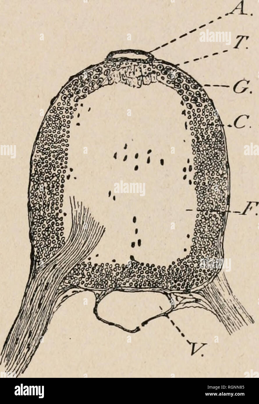 Bulletin de l'Institut océanographique. Ocean. — 9 — de chaque ventouse on  voit un gros ganglion ovale (Fig. 5) traverse par le nerf brachial.  Celui-ci traverse ainsi, successi- vement, tous les