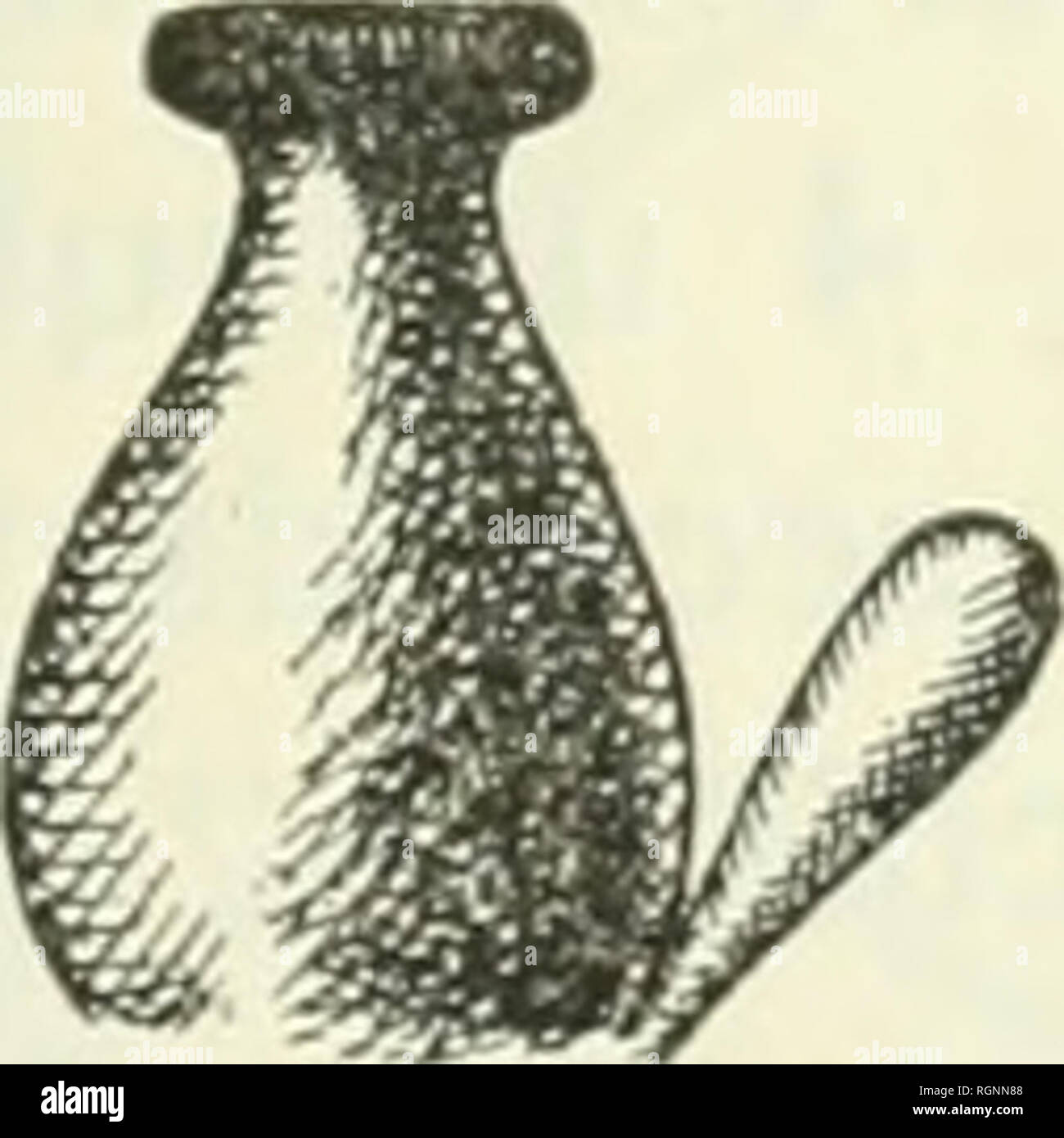. Bulletin du Jardin botanique de Buitenzorg. Plants -- Indonesia; Plants. Fig '. Homalomena rupicola, V. A. V. R. Chamaecladon, — Herba majuscula, + 40 cm. alta, caudiculo usque 15 cm. longo et ^,'4 cm. crasso. Foliorum petiolus quam lamina pauUo brevior, 10—20 cm. longus, plerumque obscure viridi-purpureus, basi breviuscule (+ ^le—^ls) vaginatus; lamina in sicco firmiter herbacea, lanceolata, 12—22'/2 X 3—9 cm., vix inaequilatera, viridis, basi acuta, apice breviter et obtusiuscule acuminata, brevissime apiculata; venae primariae in foliis majoribus 9—12 utrinque, angulo acuto ascendentes,  Stock Photo
