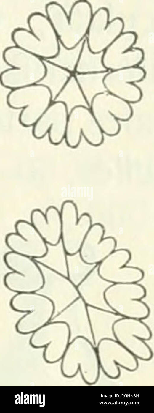 . Bulletin du Jardin botanique de Buitenzorg. Plants -- Indonesia; Plants. Fig.. Fig '. Homalomena rupicola, V. A. V. R. Chamaecladon, — Herba majuscula, + 40 cm. alta, caudiculo usque 15 cm. longo et ^,'4 cm. crasso. Foliorum petiolus quam lamina pauUo brevior, 10—20 cm. longus, plerumque obscure viridi-purpureus, basi breviuscule (+ ^le—^ls) vaginatus; lamina in sicco firmiter herbacea, lanceolata, 12—22'/2 X 3—9 cm., vix inaequilatera, viridis, basi acuta, apice breviter et obtusiuscule acuminata, brevissime apiculata; venae primariae in foliis majoribus 9—12 utrinque, angulo acuto ascende Stock Photo