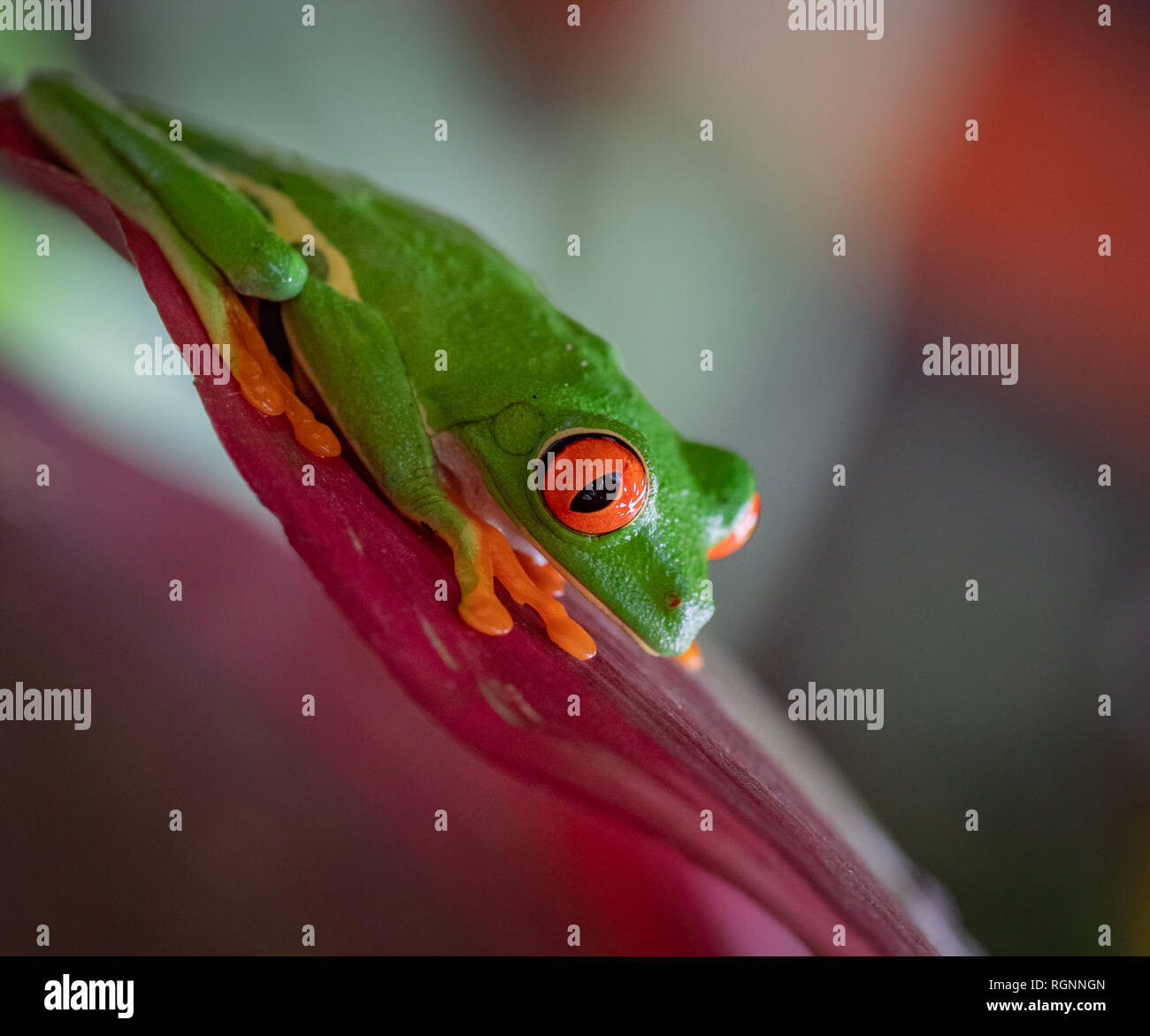 Red eyed tree frog in Costa Rica Stock Photo - Alamy