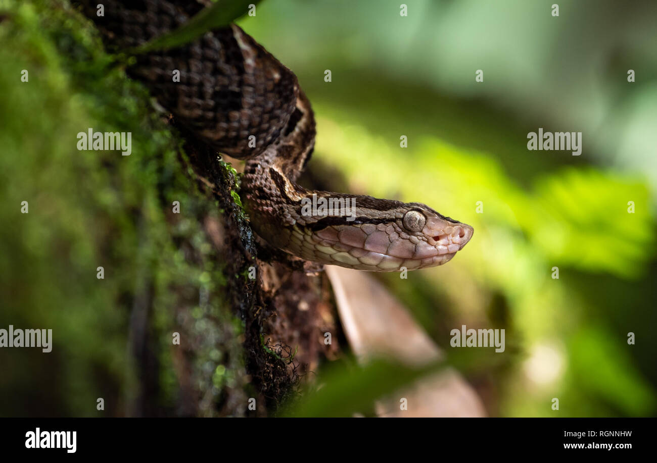 Snake in Costa Rica Stock Photo