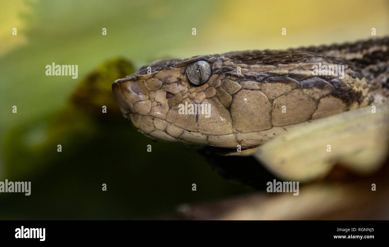 Snake in Costa Rica Stock Photo