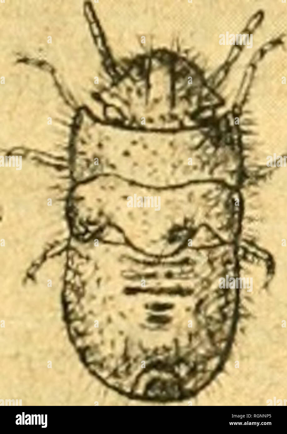frange effilée sur le côté