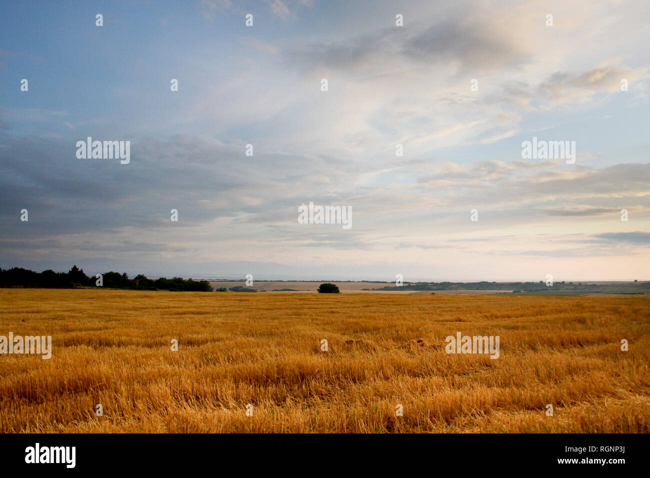 Dramatic agricultural landscape with cut wheat fields and clouds, Bulgaria Stock Photo